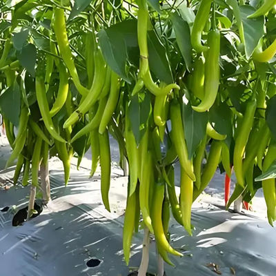 Hot Sale Smart Galvanized Steel Venlo Greenhouse For Agriculture