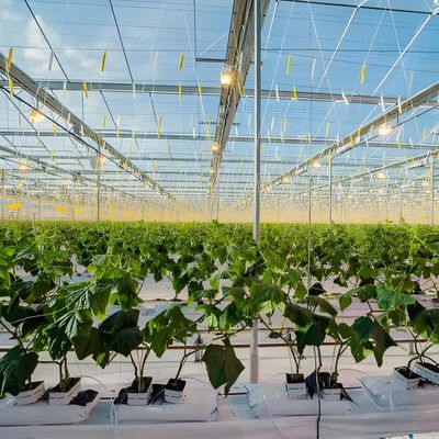 Venlo Glass Greenhouse for Pepper Cultivation High - Transparency