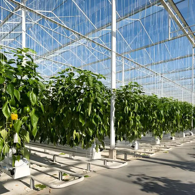 Soilless cultivation Commercial Venlo type multi span glass greenhouse 
