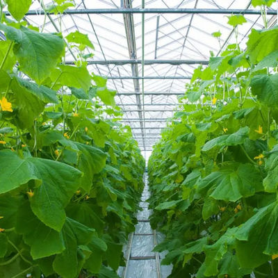 Modern Venlo Greenhouse Farming Commercial Glass Greenhouse With Galvanized Steel Frame