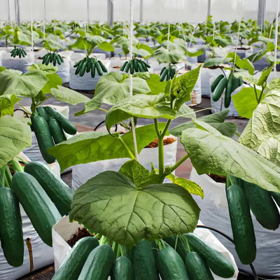 Venlo Greenhouse Commercial Polycarbonate Greenhouse For Seeds Vegetables Hydroponic Tomato Cucumber