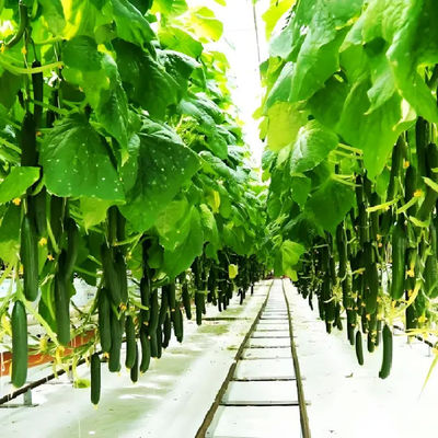 Strong Structure Galvanized Venlo Type Greenhouse Commerical Green House