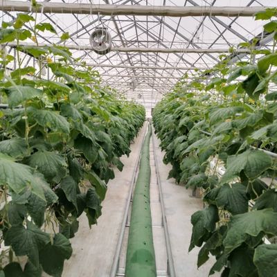 Venlo Glass Greenhouse for Cucumber Substrate Culture