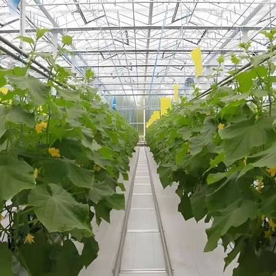 Hot Sale Agriculture Greenhouse Technology Multi-Span Polycarbonate Greenhouse With Hydroponic Growing Systems