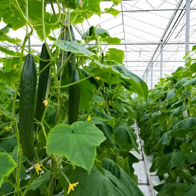 Venlo Greenhouse Commercial Polycarbonate Greenhouse For Seeds Vegetables Hydroponic Tomato Cucumber