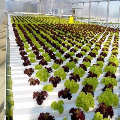 Galvanized Steel Venlo Greenhouse Commercial Polycarbonate Greenhouse With Hydroponic Growing System