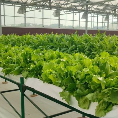 Hot Sale Smart Galvanized Steel Venlo Greenhouse For Agriculture