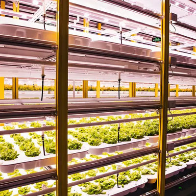 Polycarbonate Greenhouse for Lettuce Substrate Culture Industrial - Grade
