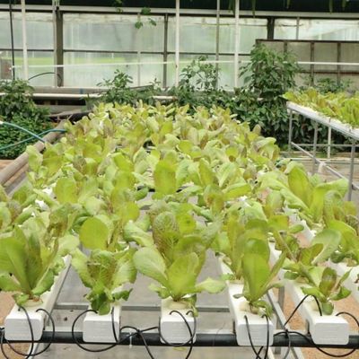 High Quality Modern Greenhouse Frame Structure For Special Commercial Agriculture