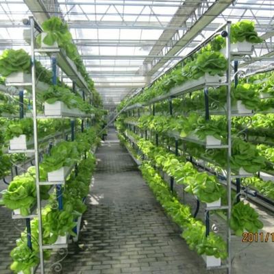 Hot Sale Agriculture Greenhouse Technology Multi-Span Polycarbonate Greenhouse With Hydroponic Growing Systems