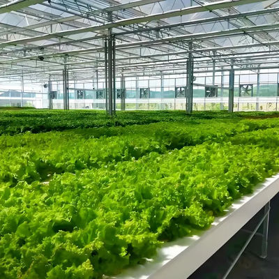Modern Venlo Glass Greenhouse Of Plant Tomato Cucumbers Beautiful And Sturdy With High Wind Resistance