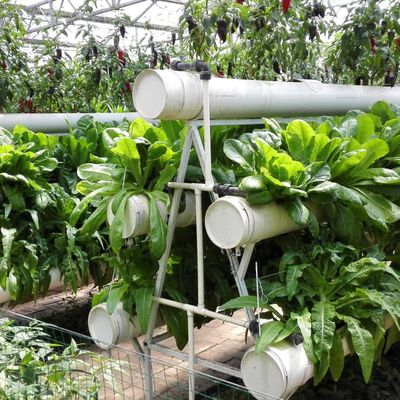 Greenhouse Commercial Greenhouse Multi-span Vegetable Seeding Agricultural Frame Venlo Polycarbonate Greenhouse