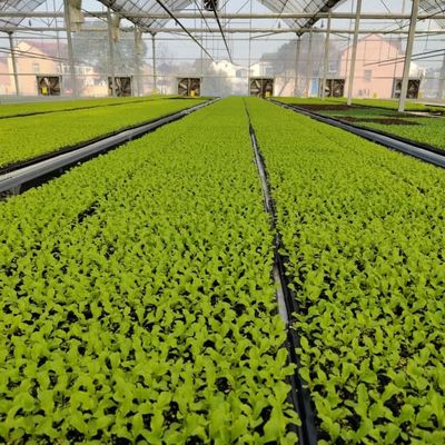 Agriculture Polycarbonate Venlo Type Greenhouse For Planting Tomatoes