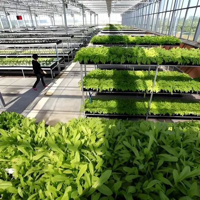 Greenhouse Commercial Greenhouse Venlo Dutch Greenhouse for vegetables