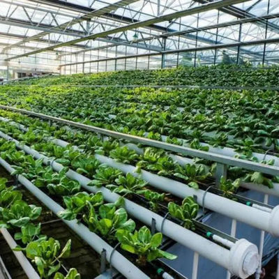 Hydroponic System Venlo Greenhouse Easy Insulation Commercial Glass Greenhouse