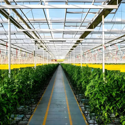 Anti Reflective Automatic Venlo Glass Greenhouse With Agricultural Farming Systems