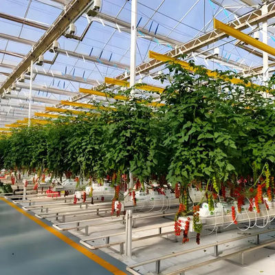 Sturdy Structure Double Glass Greenhouse Venlo Type High Light Transmittance
