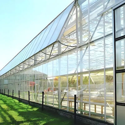 Sturdy Structure Double Glass Greenhouse Venlo Type High Light Transmittance
