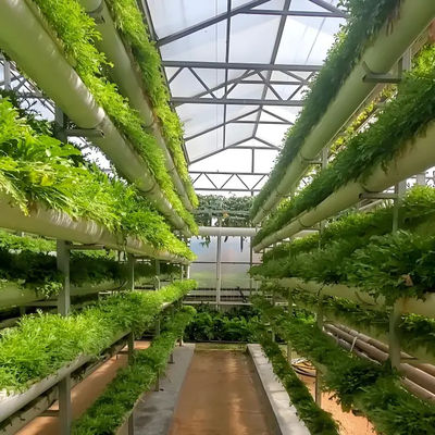 China design wholesale double glass greenhouse Venlo type polycarbonate greenhouse