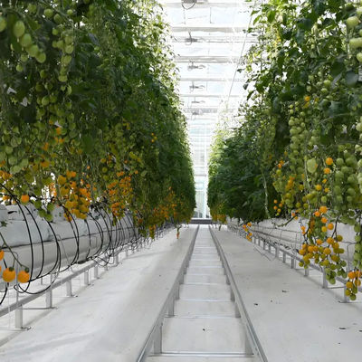 Galvanized Steel Venlo Greenhouse Commercial Polycarbonate Greenhouse With Hydroponic Growing System