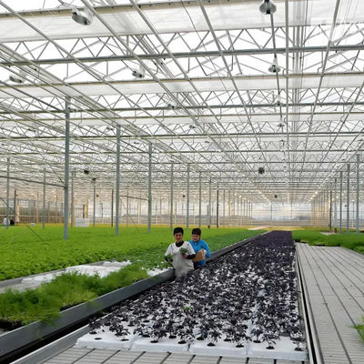 Competitive price leaf vegetables hydropoinics greenhouse glass covering material