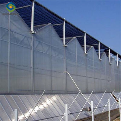 Customizable Dutch Venlo Greenhouse For Vegetables With Intelligent Control System
