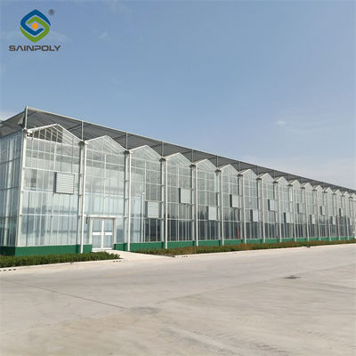 Steel Frame Dutch Venlo Greenhouse Tempered Glass Greenhouse  For Planting Tomatoes