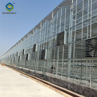 Steel Frame Dutch Venlo Greenhouse Tempered Glass Greenhouse  For Planting Tomatoes