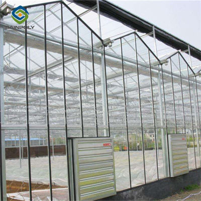 Steel Frame Dutch Venlo Greenhouse Tempered Glass Greenhouse  For Planting Tomatoes