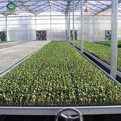Venlo Greenhouse Commercial Polycarbonate Glass Greenhouse For Seeds Vegetables Hydroponic Tomato