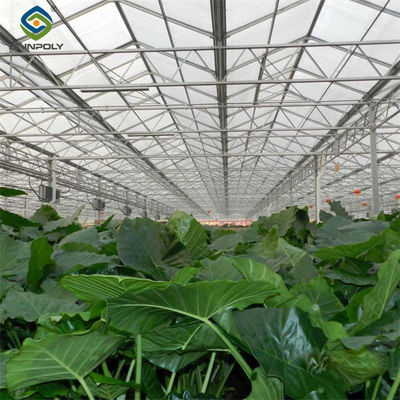 Modern Venlo Greenhouse Farming Commercial Glass Greenhouse With Steel Frame