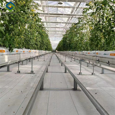 Venlo-Stil Polykarbonat Landwirtschaft Gewächshaus Anpassungsgröße