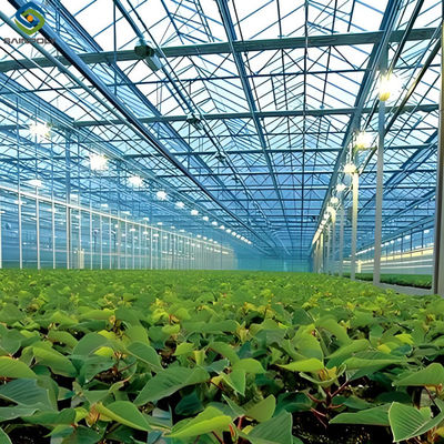 Anti Reflective Automatic Venlo Glass Greenhouse With Agricultural Farming Systems