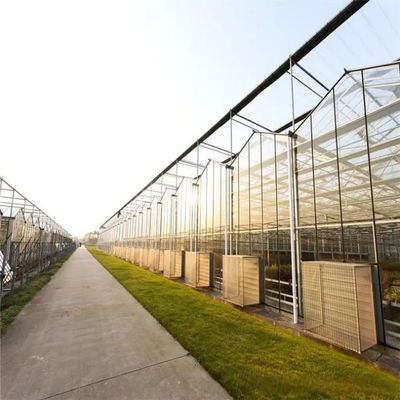 Multi Span Metel frame Smart type Venlo Polycarbonate Greenhouse for Agricultural