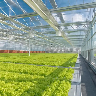 Commercial Automated agriculture Venlo style Greenhouse Invernadero Dutch type