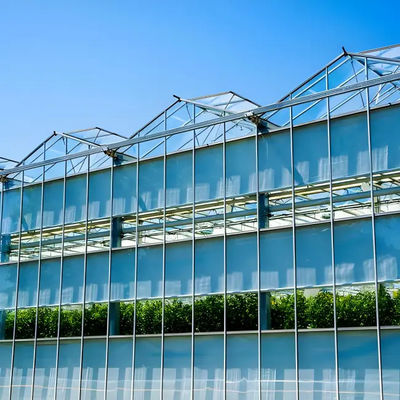 Galvanized Steel structure With Hydroponic Growing Systems Automated Intelligent Venlo stype greenhouse