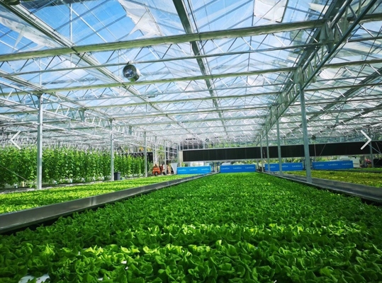 Venlo Dutch Type Multi Span Greenhouse with Hydroponic Growing System Agriculture Equipment